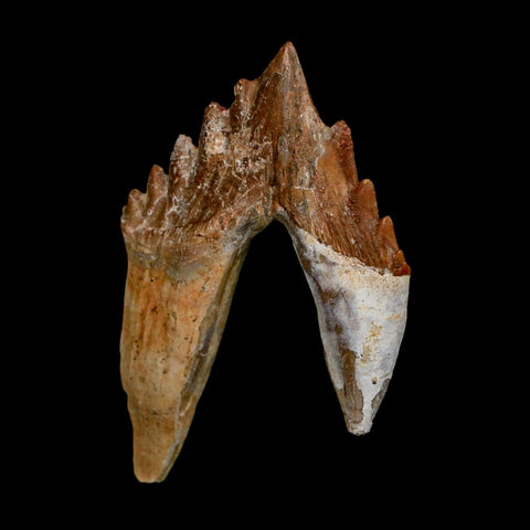 2.7" Basilosaurus Tooth Rooted Prehistoric Whale 34 Mil Yrs Old Late Eocene COA - Fossil Age Minerals