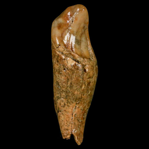 2.2" Extinct Cave Bear Ursus Spelaeus Incisor Tooth Rooted Pleistocene Age COA, Stand - Fossil Age Minerals