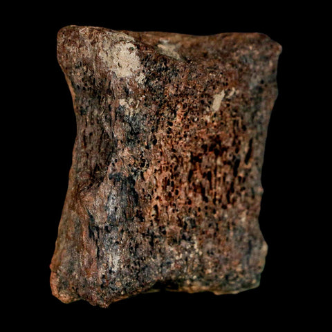 1.3" Centrosaurus Fossil Bone With Marrow Judith River Cretaceous Dinosaur MT COA