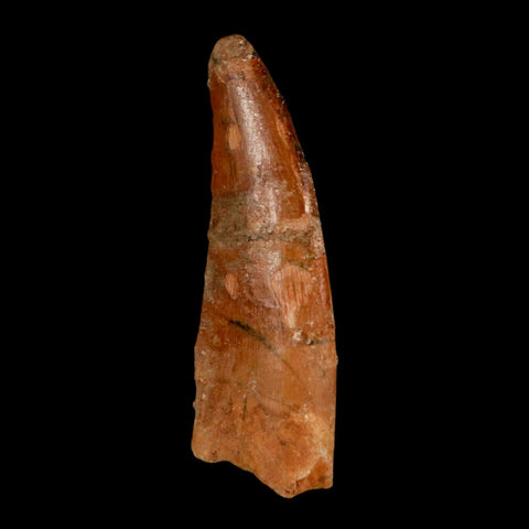 1.5" Carcharodontosaurus Fossil Tooth Cretaceous Dinosaur Morocco COA, Display - Fossil Age Minerals