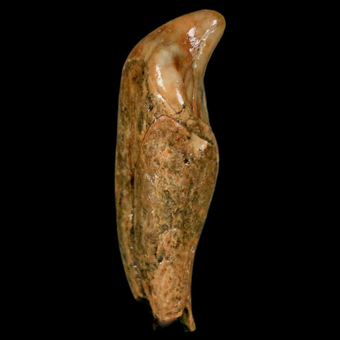 2.2" Extinct Cave Bear Ursus Spelaeus Incisor Tooth Rooted Pleistocene Age COA, Stand - Fossil Age Minerals