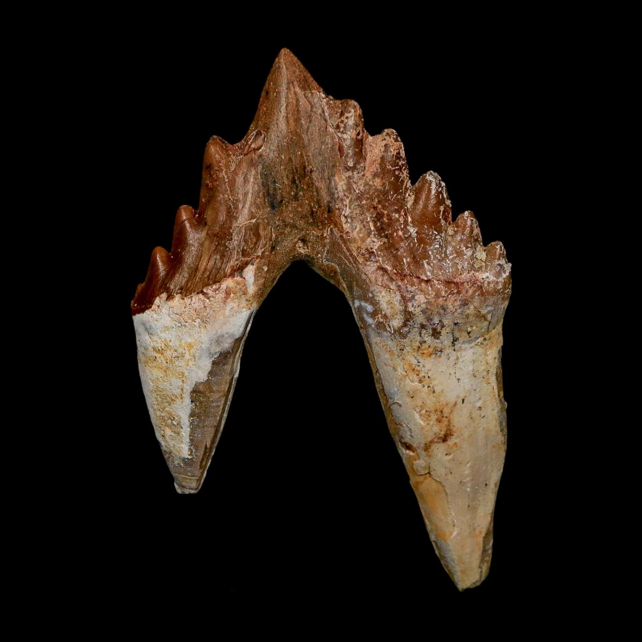 2.7" Basilosaurus Tooth Rooted Prehistoric Whale 34 Mil Yrs Old Late Eocene COA - Fossil Age Minerals