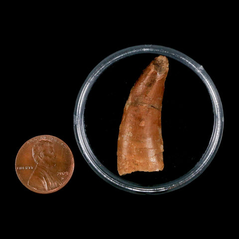 1.5" Carcharodontosaurus Fossil Tooth Cretaceous Dinosaur Morocco COA, Display - Fossil Age Minerals