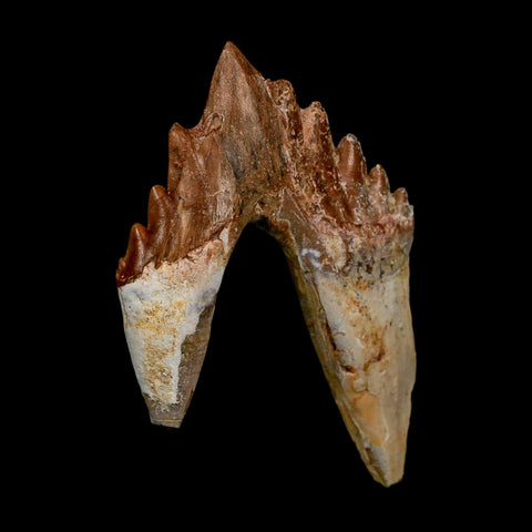 2.7" Basilosaurus Tooth Rooted Prehistoric Whale 34 Mil Yrs Old Late Eocene COA - Fossil Age Minerals