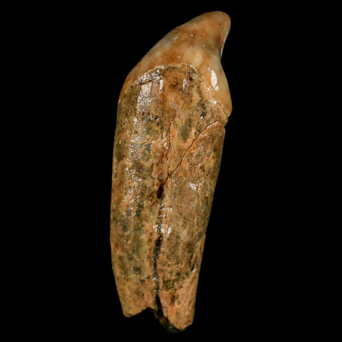 2.2" Extinct Cave Bear Ursus Spelaeus Incisor Tooth Rooted Pleistocene Age COA, Stand - Fossil Age Minerals