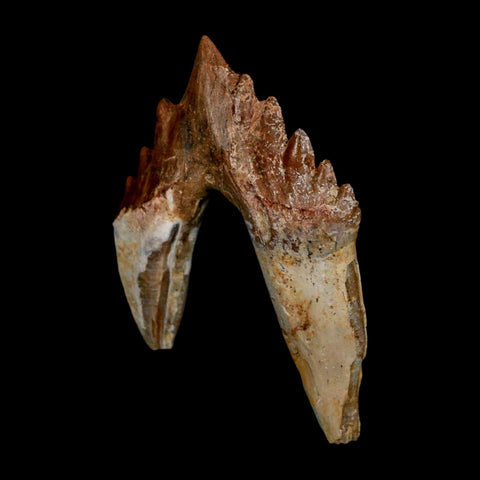 2.7" Basilosaurus Tooth Rooted Prehistoric Whale 34 Mil Yrs Old Late Eocene COA - Fossil Age Minerals