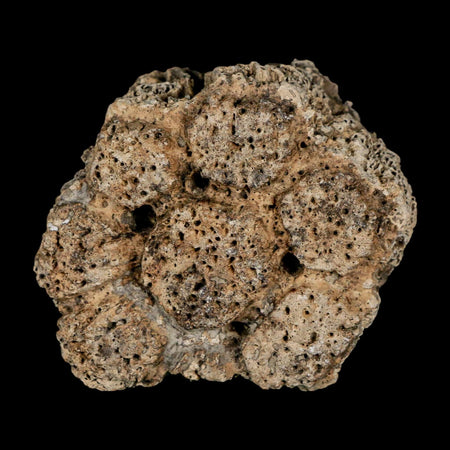 2.4" Glyptodon Fossil Osteoderm Scute Plate Bony Armor Pleistocene Uruguay COA