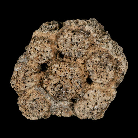 2.4" Glyptodon Fossil Osteoderm Scute Plate Bony Armor Pleistocene Uruguay COA