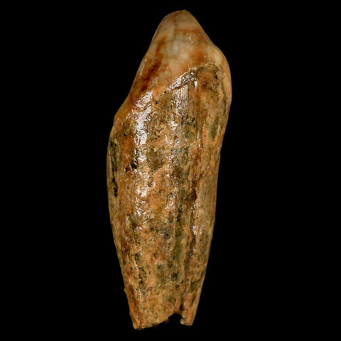 2.2" Extinct Cave Bear Ursus Spelaeus Incisor Tooth Rooted Pleistocene Age COA, Stand - Fossil Age Minerals