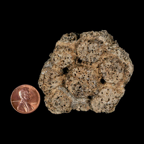 2.4" Glyptodon Fossil Osteoderm Scute Plate Bony Armor Pleistocene Uruguay COA