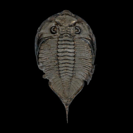 2.5" Dolmanites Limulurus Trilobite Fossil In Matrix Rochester Shale Middleport New York