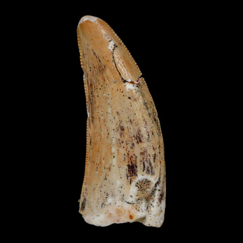 1.3" Carcharodontosaurus Fossil Tooth Cretaceous Dinosaur Morocco COA, Display - Fossil Age Minerals