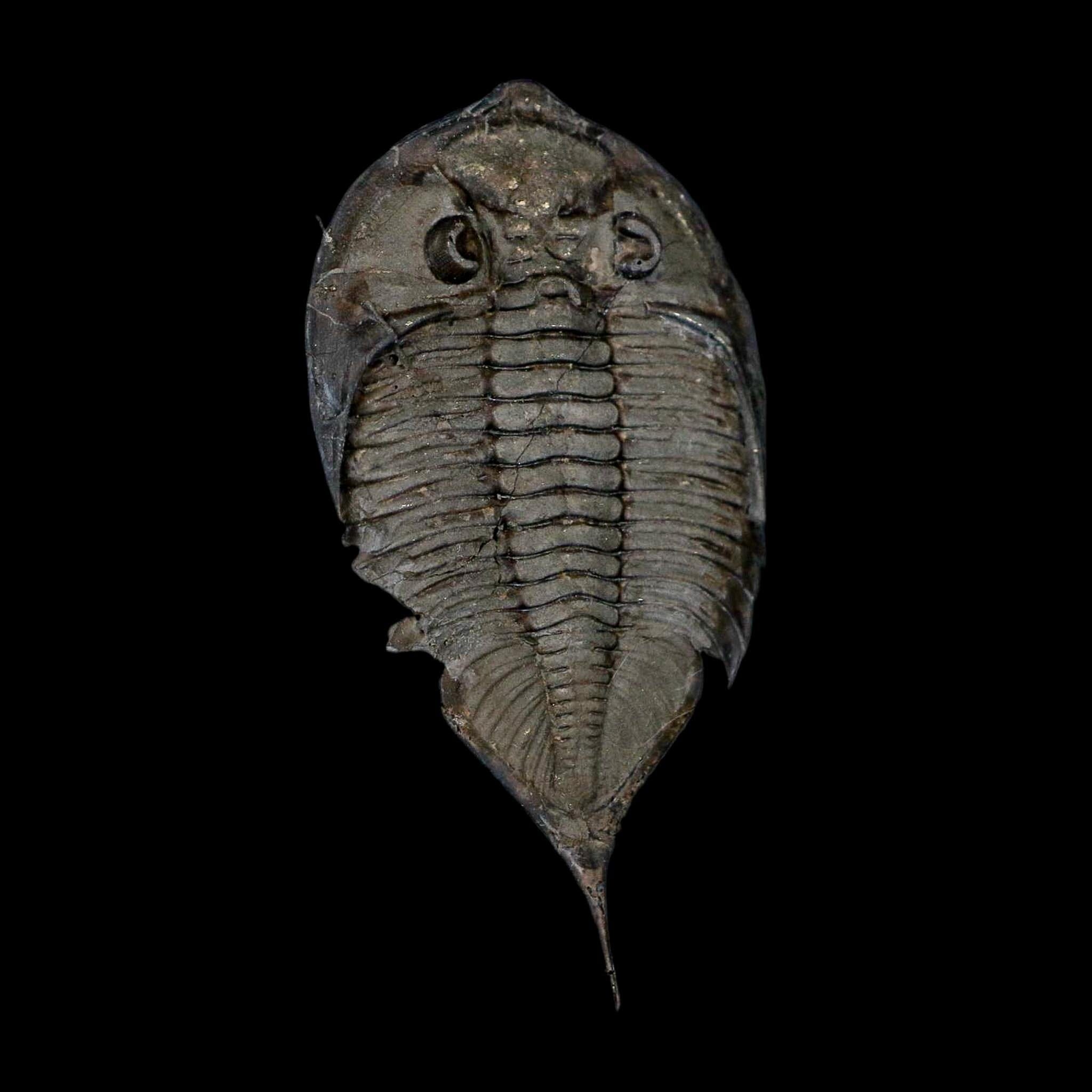 2.5" Dalmanites Limulurus Trilobite Fossil In Matrix Rochester Shale Middleport New York - Fossil Age Minerals