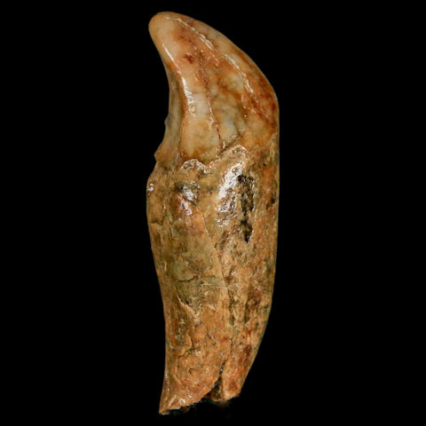 2.2" Extinct Cave Bear Ursus Spelaeus Incisor Tooth Rooted Pleistocene Age COA, Stand - Fossil Age Minerals
