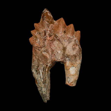 3.2" Basilosaurus Tooth Rooted Prehistoric Whale 34 Mil Yrs Old Late Eocene COA