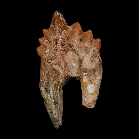 3.2" Basilosaurus Tooth Rooted Prehistoric Whale 34 Mil Yrs Old Late Eocene COA - Fossil Age Minerals