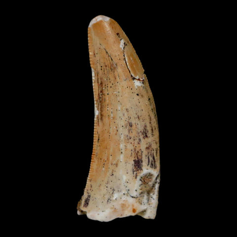 1.3" Carcharodontosaurus Fossil Tooth Cretaceous Dinosaur Morocco COA, Display - Fossil Age Minerals