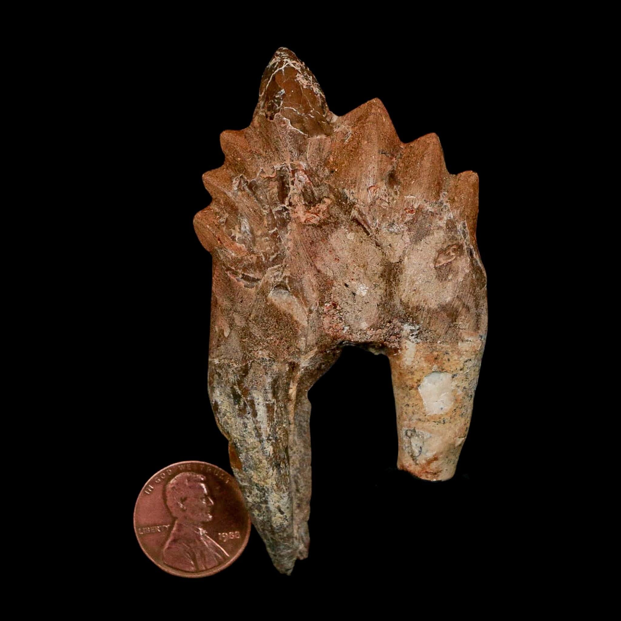 3.2" Basilosaurus Tooth Rooted Prehistoric Whale 34 Mil Yrs Old Late Eocene COA - Fossil Age Minerals