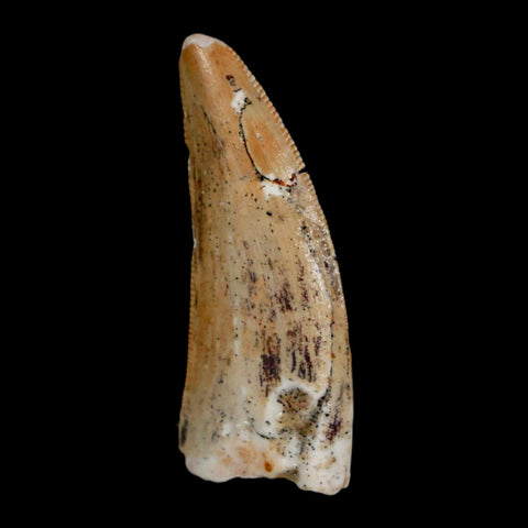 1.3" Carcharodontosaurus Fossil Tooth Cretaceous Dinosaur Morocco COA, Display - Fossil Age Minerals