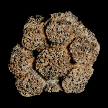 2.4" Glyptodon Fossil Osteoderm Scute Plate Bony Armor Pleistocene Uruguay COA