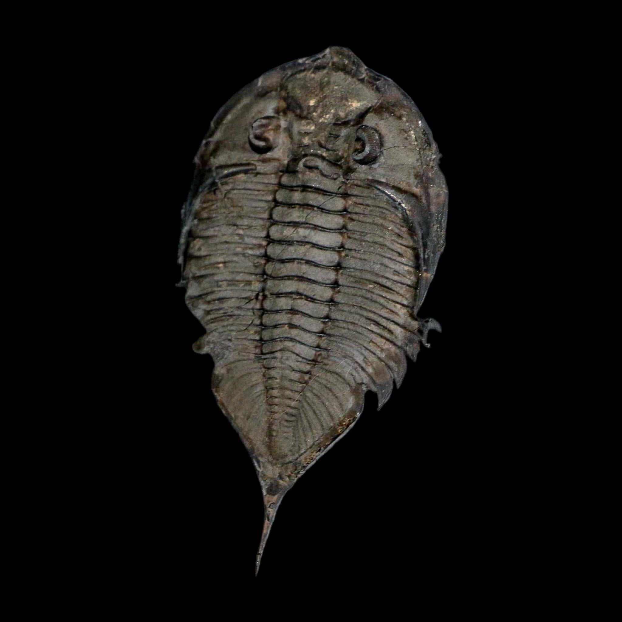 2.5" Dalmanites Limulurus Trilobite Fossil In Matrix Rochester Shale Middleport New York - Fossil Age Minerals