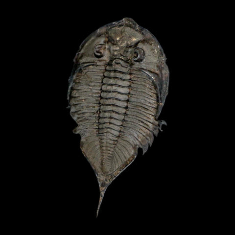2.5" Dalmanites Limulurus Trilobite Fossil In Matrix Rochester Shale Middleport New York - Fossil Age Minerals