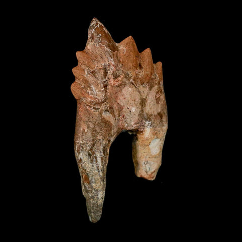 3.2" Basilosaurus Tooth Rooted Prehistoric Whale 34 Mil Yrs Old Late Eocene COA - Fossil Age Minerals