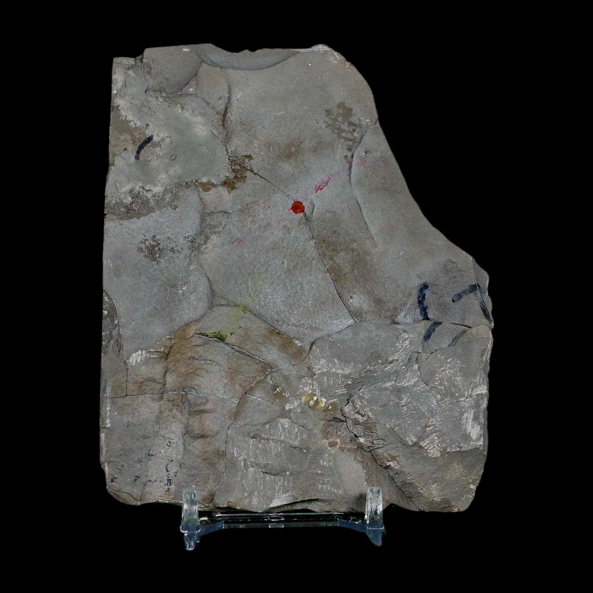 2.5" Dalmanites Limulurus Trilobite Fossil In Matrix Rochester Shale Middleport New York - Fossil Age Minerals