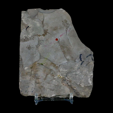 2.5" Dalmanites Limulurus Trilobite Fossil In Matrix Rochester Shale Middleport New York - Fossil Age Minerals