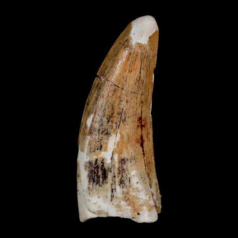 1.3" Carcharodontosaurus Fossil Tooth Cretaceous Dinosaur Morocco COA, Display - Fossil Age Minerals