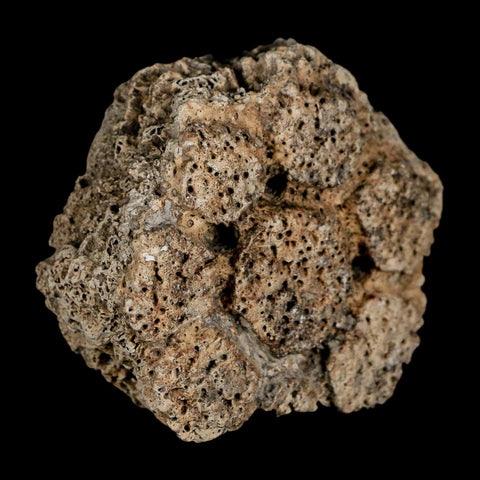 2.4" Glyptodon Fossil Osteoderm Scute Plate Bony Armor Pleistocene Uruguay COA