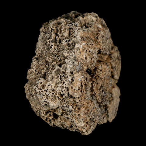 2.4" Glyptodon Fossil Osteoderm Scute Plate Bony Armor Pleistocene Uruguay COA