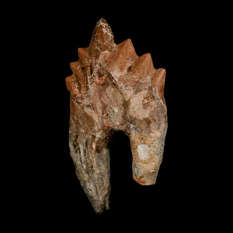 3.2" Basilosaurus Tooth Rooted Prehistoric Whale 34 Mil Yrs Old Late Eocene COA - Fossil Age Minerals