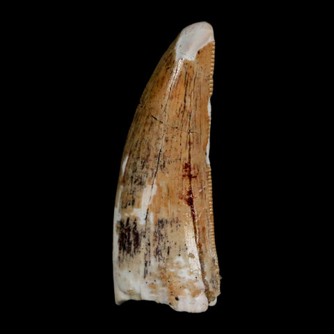 1.3" Carcharodontosaurus Fossil Tooth Cretaceous Dinosaur Morocco COA, Display - Fossil Age Minerals