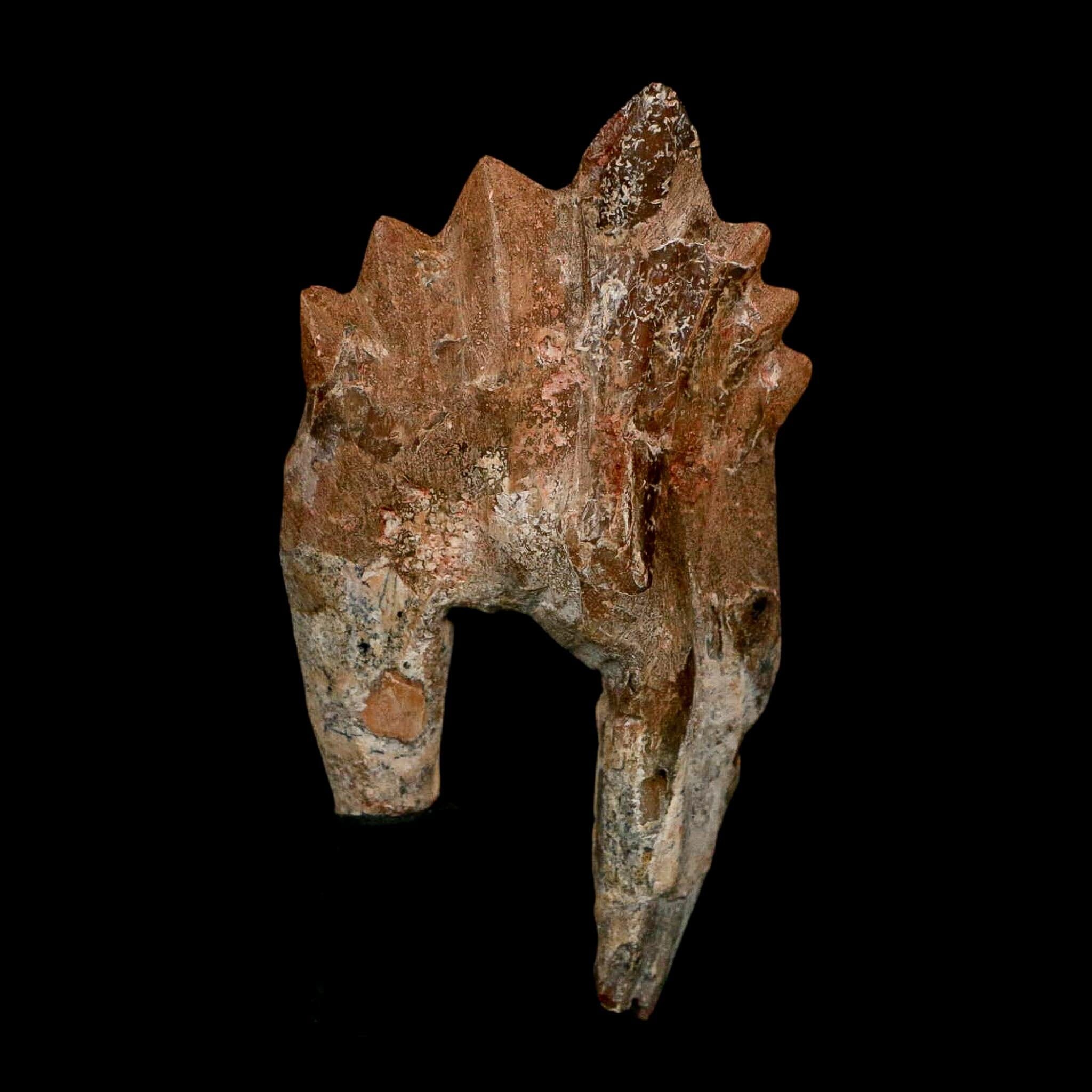 3.2" Basilosaurus Tooth Rooted Prehistoric Whale 34 Mil Yrs Old Late Eocene COA - Fossil Age Minerals