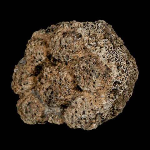 2.4" Glyptodon Fossil Osteoderm Scute Plate Bony Armor Pleistocene Uruguay COA