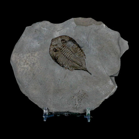 1.8" Dolmanites Limulurus Trilobite Fossil In Matrix Rochester Shale Middleport New York