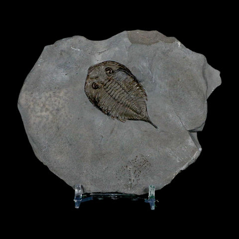 1.8" Dalmanites Limulurus Trilobite Fossil In Matrix Rochester Shale Middleport New York - Fossil Age Minerals