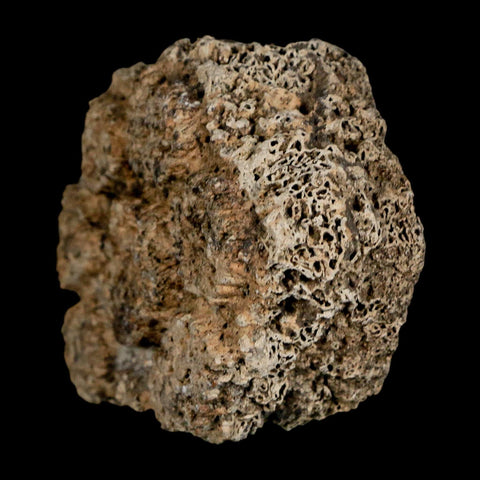 2.4" Glyptodon Fossil Osteoderm Scute Plate Bony Armor Pleistocene Uruguay COA