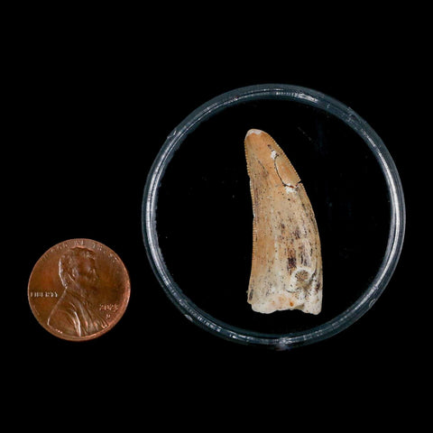 1.3" Carcharodontosaurus Fossil Tooth Cretaceous Dinosaur Morocco COA, Display - Fossil Age Minerals