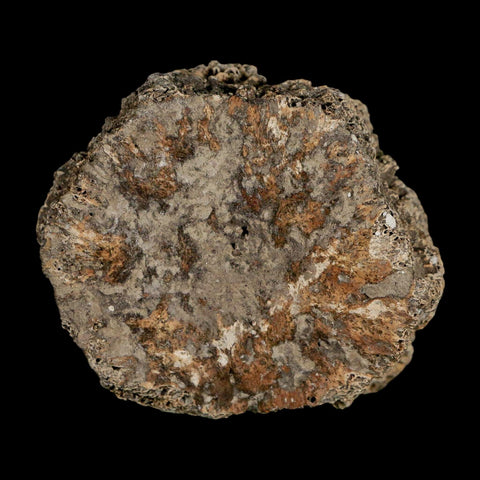 2.4" Glyptodon Fossil Osteoderm Scute Plate Bony Armor Pleistocene Uruguay COA