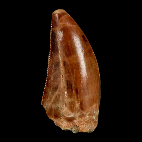 1.3" Carcharodontosaurus Fossil Tooth Cretaceous Dinosaur Morocco COA, Display - Fossil Age Minerals
