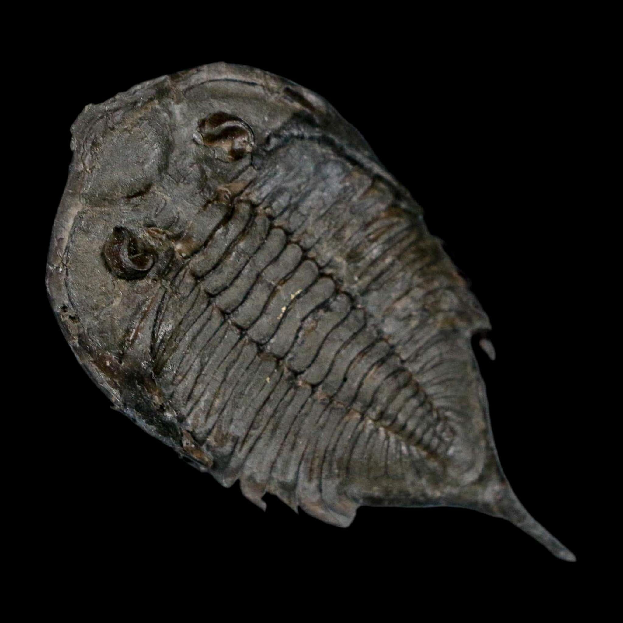 1.8" Dalmanites Limulurus Trilobite Fossil In Matrix Rochester Shale Middleport New York - Fossil Age Minerals