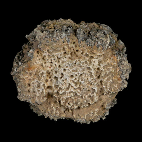 2.2" Glyptodon Fossil Osteoderm Scute Plate Bony Armor Pleistocene Uruguay COA