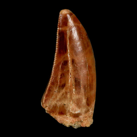 1.3" Carcharodontosaurus Fossil Tooth Cretaceous Dinosaur Morocco COA, Display - Fossil Age Minerals