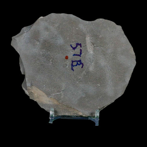 1.8" Dalmanites Limulurus Trilobite Fossil In Matrix Rochester Shale Middleport New York - Fossil Age Minerals