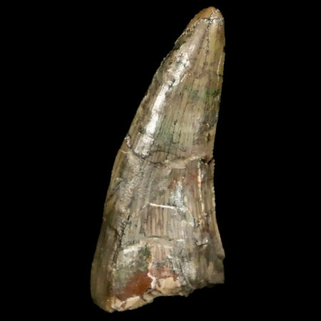 1.1" Postosuchus Rauisuchid Archosaur Fossil Tooth Chinle Formation AZ COA Display
