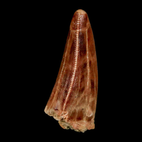 1.3" Carcharodontosaurus Fossil Tooth Cretaceous Dinosaur Morocco COA, Display - Fossil Age Minerals