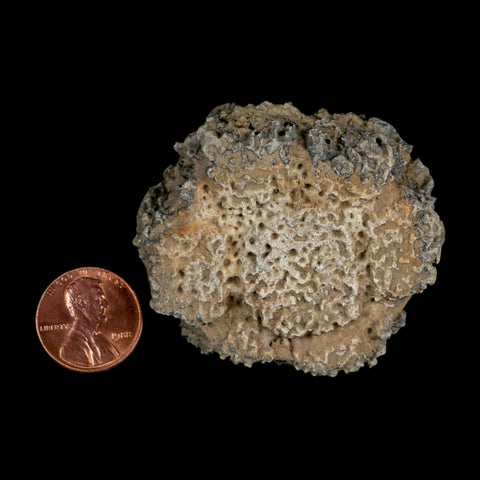 2.2" Glyptodon Fossil Osteoderm Scute Plate Bony Armor Pleistocene Uruguay COA