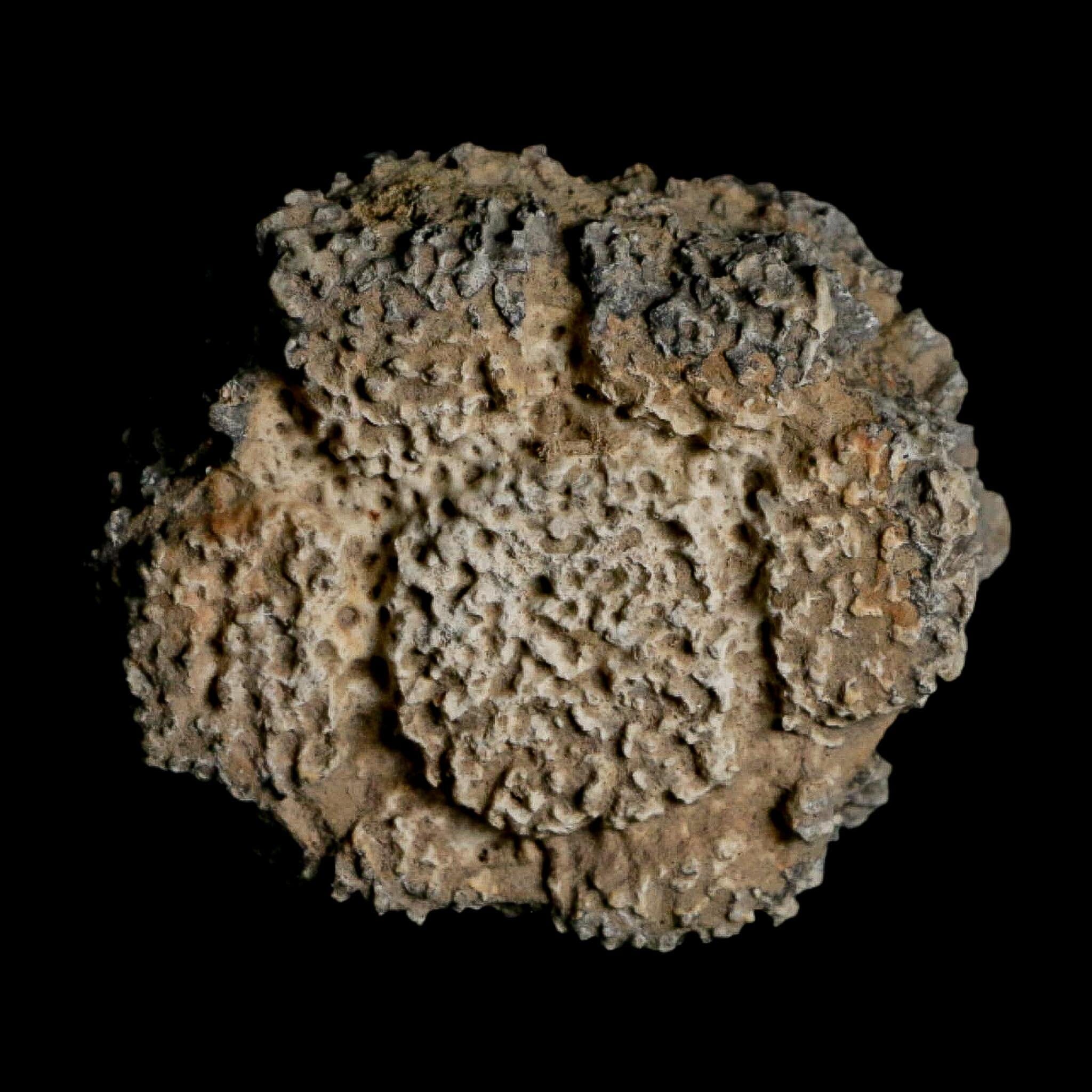2.2" Glyptodon Fossil Osteoderm Scute Plate Bony Armor Pleistocene Uruguay COA - Fossil Age Minerals
